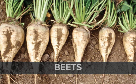 BEETS